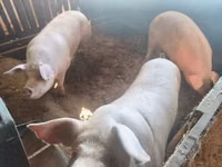 Schweine (Partie, Geschlecht nicht angegeben) — Foto 1