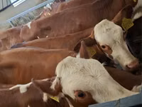 Bovinos (lote, sexo no especificado), Simmental cattle — foto 1