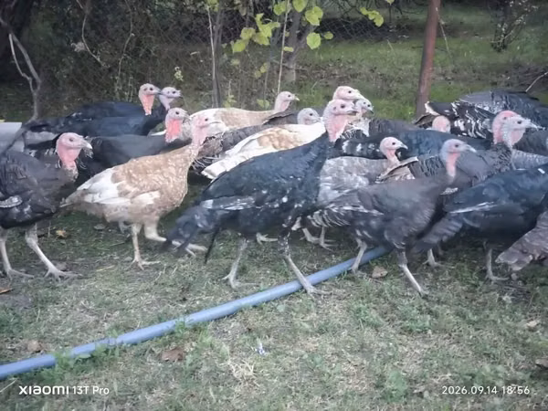Turkeys