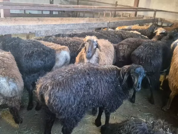 Ram, Sheep — Kazakhstan