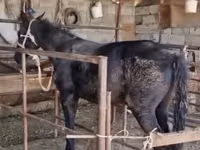 马匹（批次，未指定性别）, Horses — 照片 2