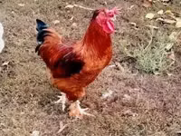 Chickens — ảnh 6