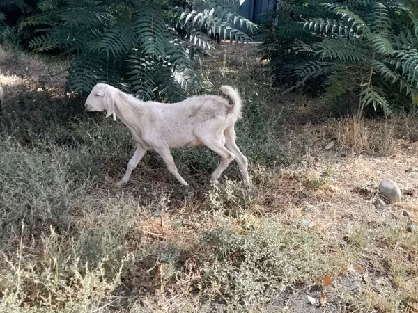 Коза, Nubian Goat