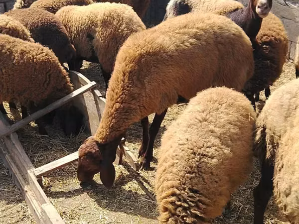 Sheep, Sheep — Azerbaijan
