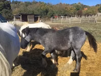 اسب نر, Gypsy horse — عکس 3