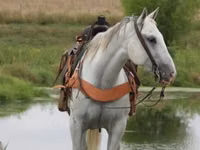 Horse (M), Quarter Horse — photo 5