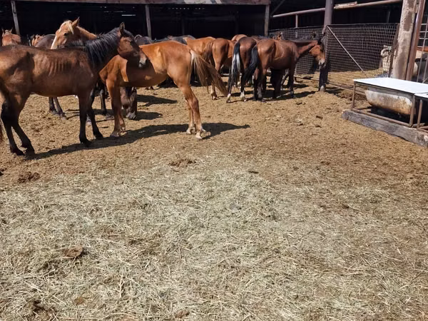 Horse (M), Horses — Kazakhstan