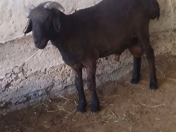 Ram, Sheep — Uzbekistan
