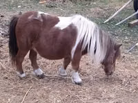 雌馬, Miniature horse — 写真 1