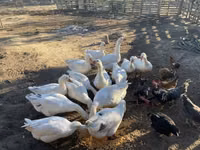 Geese — foto 3