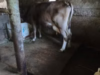 Cow, Cattle — photo 4