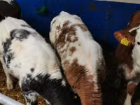 Byk, Simmental cattle — zdjęcie 5