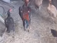 Chickens — 照片 6