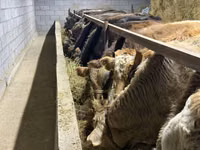 Bull, Simmental cattle — photo 3