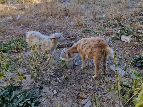 Goats (batch, sex not specified), Goats — Kazakhstan