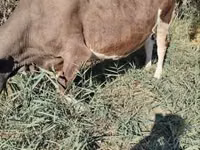 Vacă, Rasa Holstein — foto 2