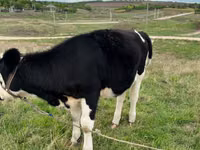 Cow, Cattle — photo 2