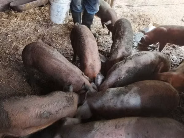 ஆண் பன்றி,  — ஹங்கேரி