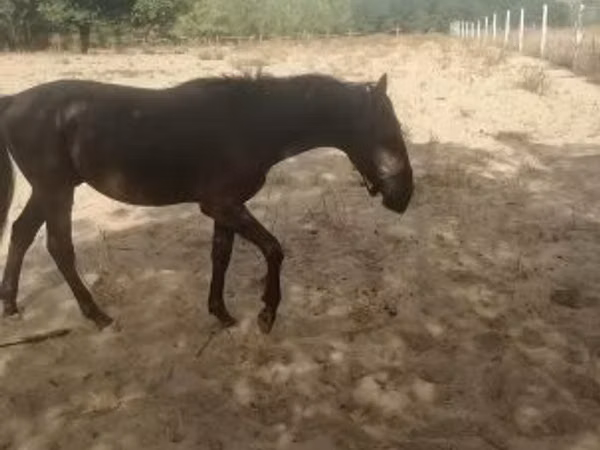 Horse (M), Nonius horse — Hungary