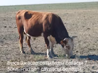 सांड, Latvian Blue cattle — फ़ोटो 1