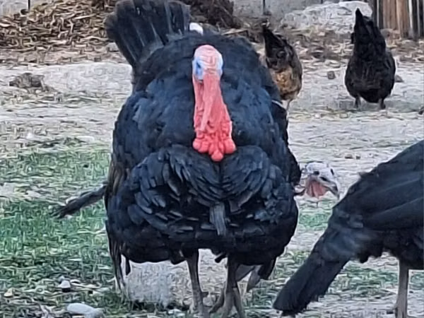 Turkeys