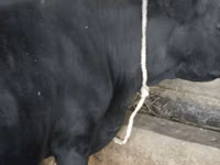 ላም, Latvian Blue cattle — ፎቶ 1