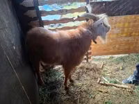 Kambing jantan, Goats — foto 4