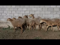 Sheep, Arashan sheep — photo 6