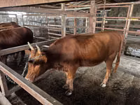 Cow, Cattle — photo 4