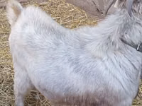 Kambing jantan, Goats — foto 5