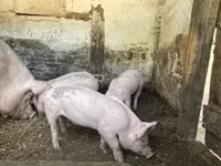 Säue, Schweine — Foto 1