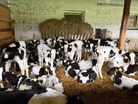 گاو نر, Russian Black pied cattle — عکس 2