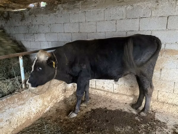 Bull, Aberdeen-Angus — Kyrgyzstan
