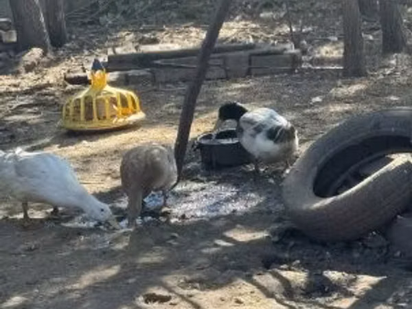 Ducks — Węgry