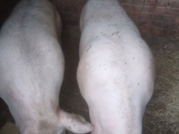 Sow, Pigs — Moldova