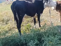 Vaca, Latvian Blue cattle — foto 1