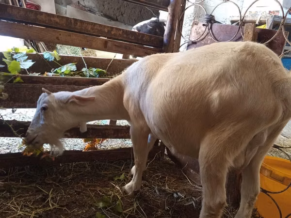 Ямаа, Saanen goat — Узбекистан