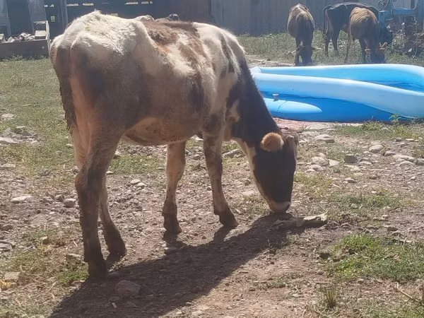 Cow, Russian Black pied cattle — Kyrgyzstan