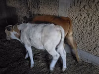Bull, Cattle — photo 2
