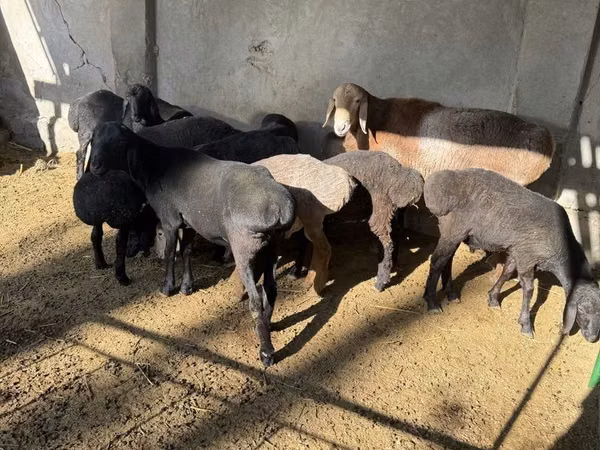 قوچ, Hissar sheep