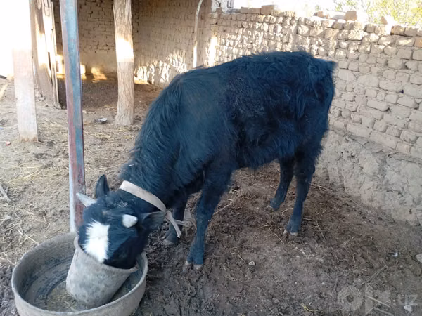 Sheep (batch, sex not specified), Sheep — Uzbekistan