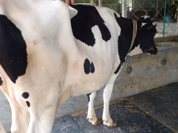 Vache, Race Holstein — Bangladesh