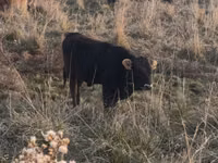 公牛, Cattle — 照片 4