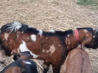 Kozioł, Nubian Goat — zdjęcie 2