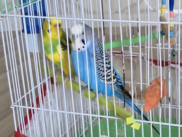 1 disi 1 erkek, qefes + su qabi yemek qabi+ yemi