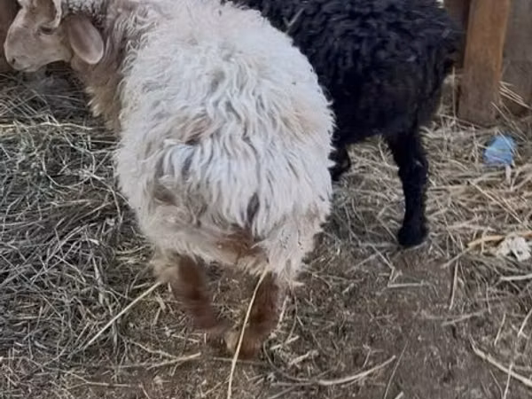 Ram, Sheep — Kazakhstan
