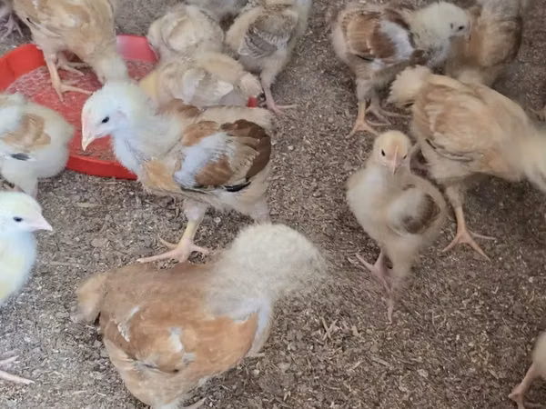 Chickens — ঘানা