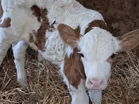Bulle, Simmental cattle — Foto 6