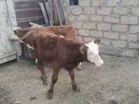 Banteng, Hereford — foto 5