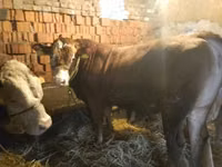 Bull, Limousin cow — photo 3